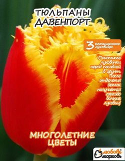 Тюльпан Луковица, Давенпорт, 3+ шт