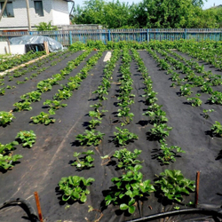 Укрывной материал  Агротекс 60 1,6х10м черный