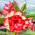 Адениум обесум CP RUNG RASSAMEE