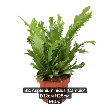 82. Асплениум Нидус Кампио (Asplenium nidus 'Campio') D12см Н25см