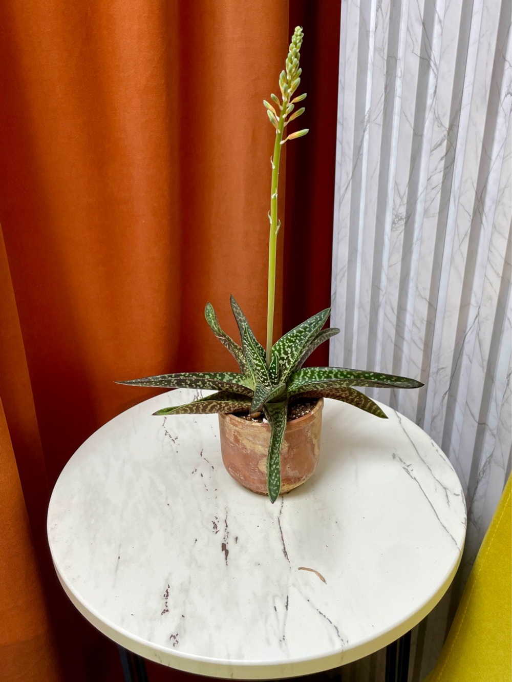 Гастералоэ Авео в терракоте, D10см H20см, 1шт, Urban Jungle