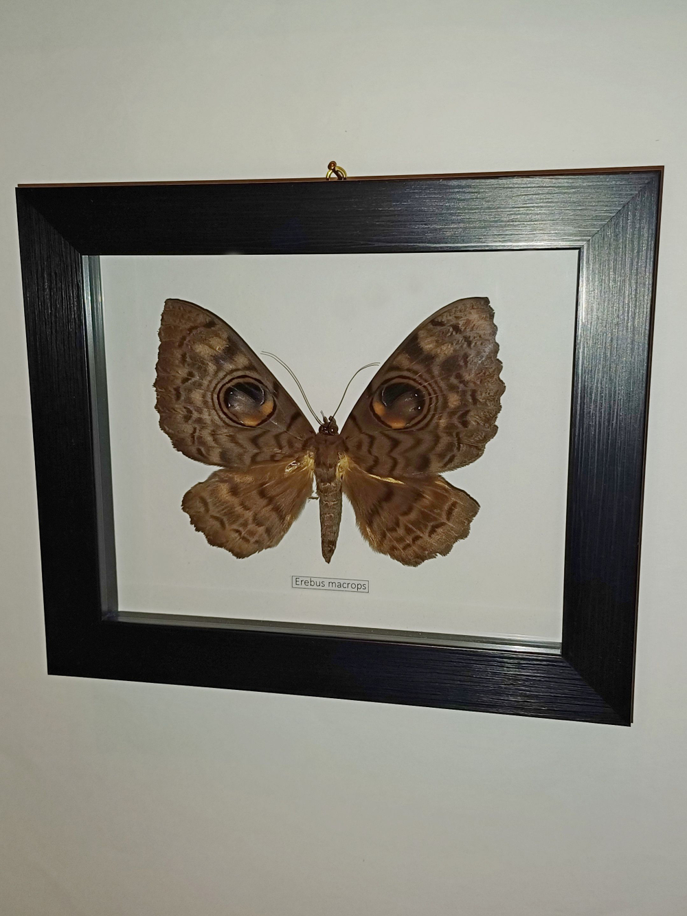 Бабочка Erebus macrops в рамке