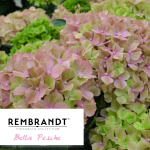 Белла Пич (Rembrandt Bella Pesche) р14 Европа весна 2026 г