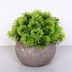 Цветочная композиция «Green garden» 10*12см в горшке, шишка