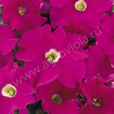S60125 Петуния кустовая Multiflora Celebrity Carmine 10шт.