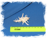 Мурекс Аксикорнис (Murex axicornis), 3см, 1шт