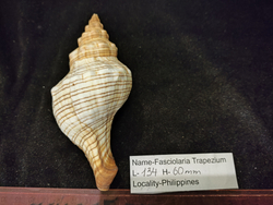 Фасциолария трапезиум 130мм-150-175мм