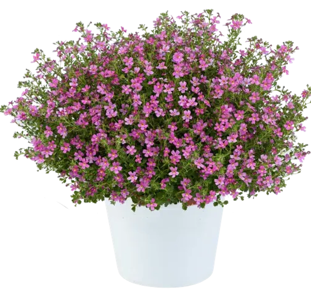 Джеймбриттения Stardom pink