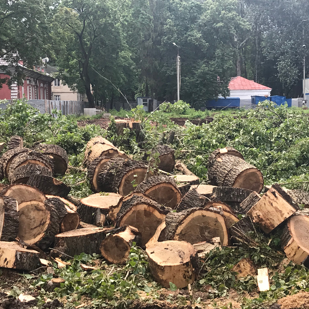 Удалите деревья легко и быстро с нашей помощью!