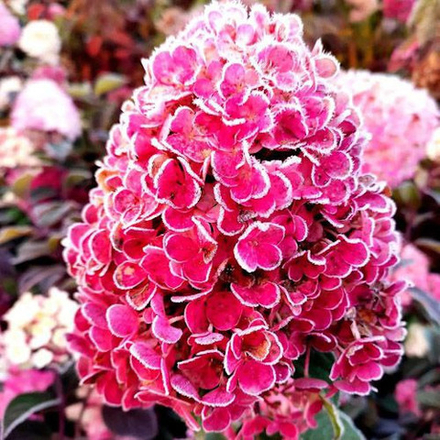 Гортензия метельчатая "Framboisine"