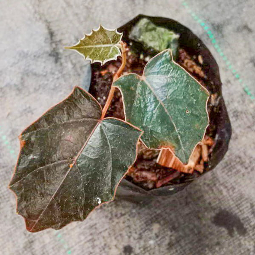 Перец 07 Бэтмен