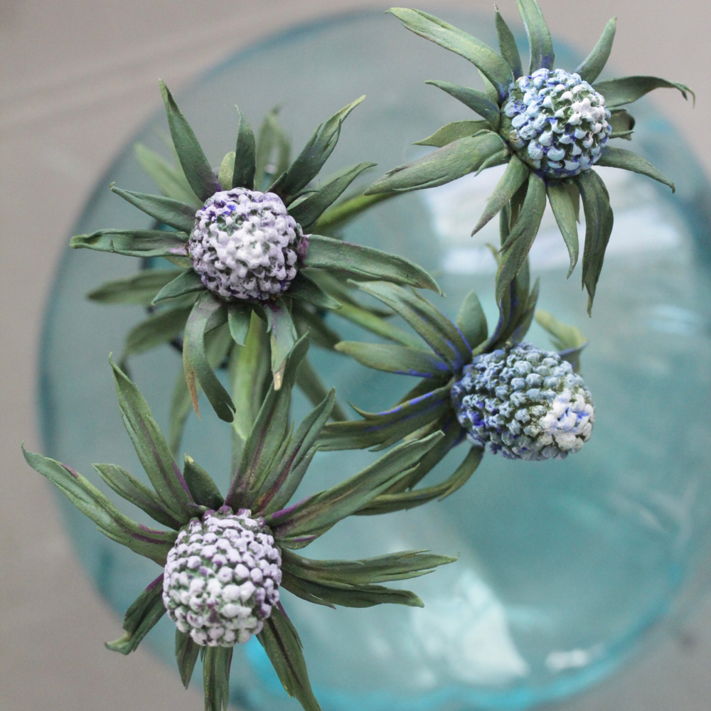 Молд  Центр Космеи, Циннии, брунии