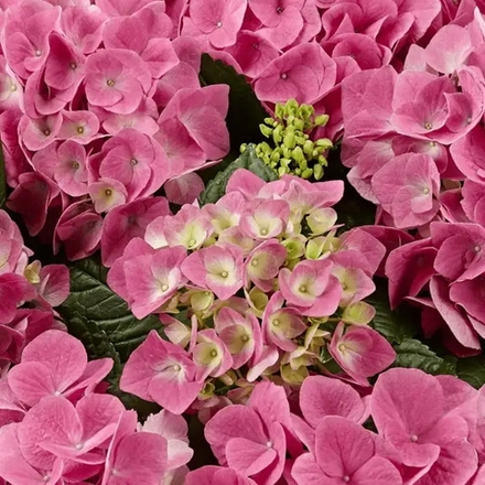 Sarena Pink /Сарена Пинк