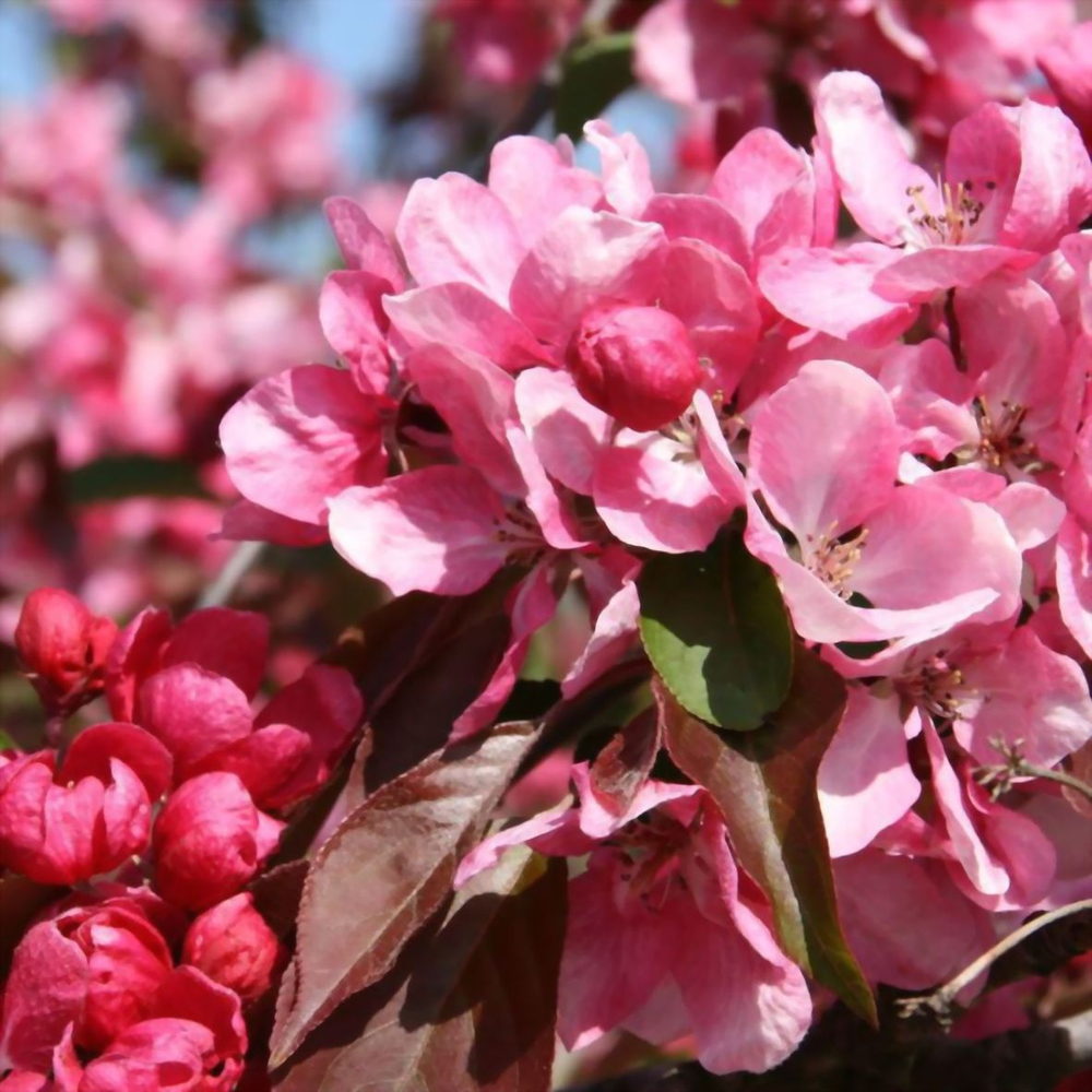 Яблоня декоративная Долго С15 160-200