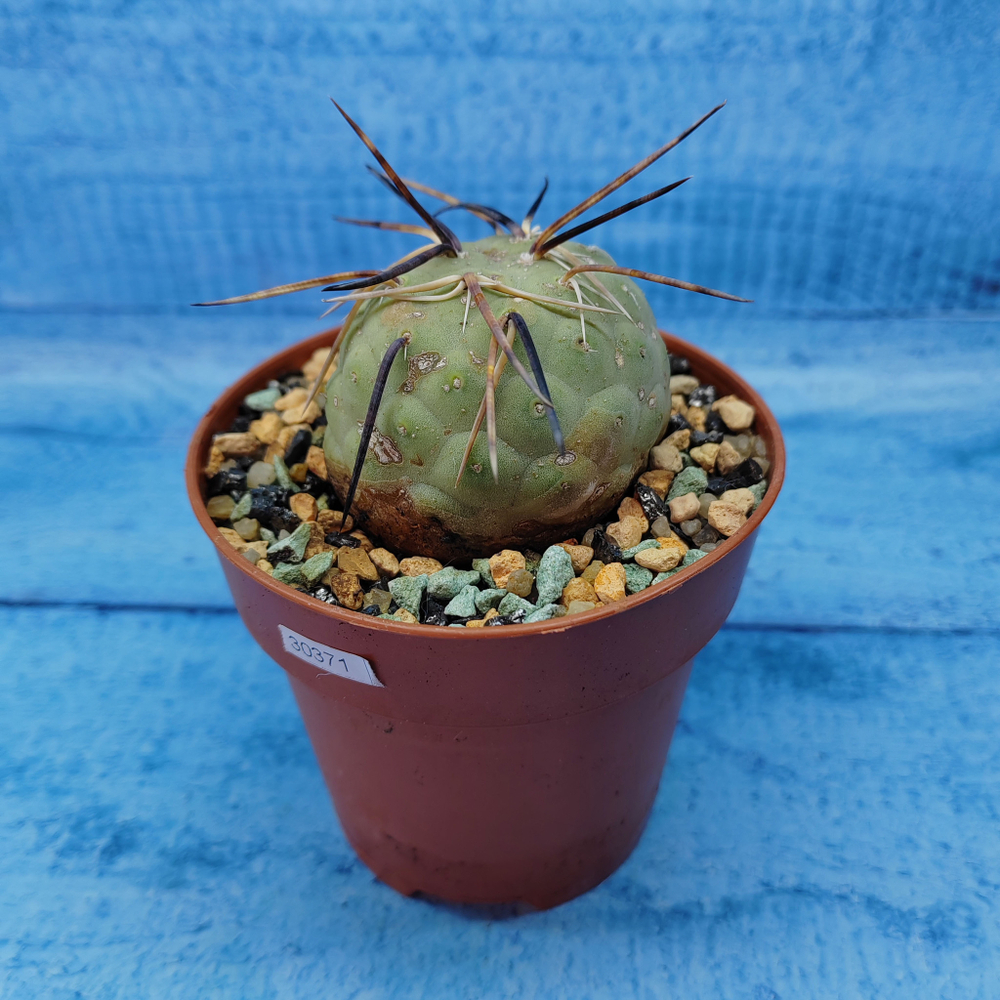 Tephrocactus Geometricus (Тефрокактус)