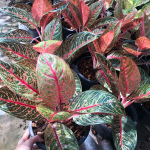 Аглаонема DIANA