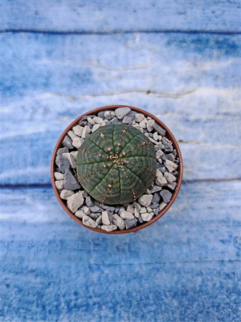 Euphorbia Obesa (Эуфорбия)
