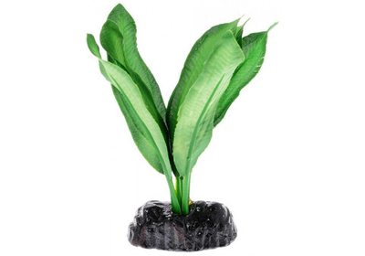 Шёлковое растение Эхинодорус майор 10см