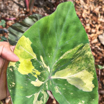 Колоказия EPISODE ONE