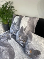 Наволочка 70х70 см Британцы из 100% хлопка