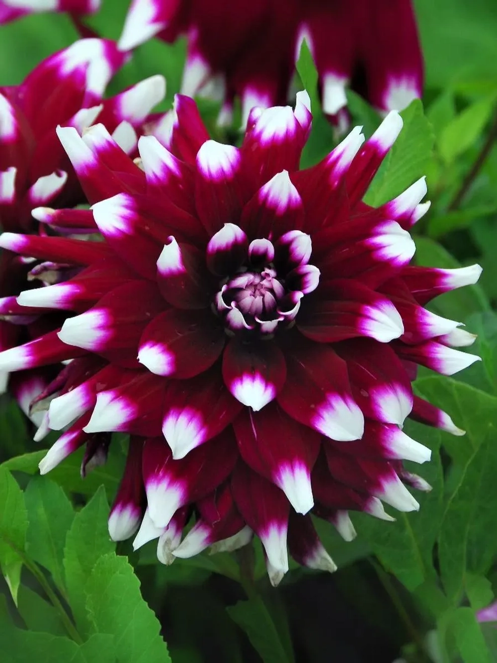 Георгин декоративный Мистери Дэй