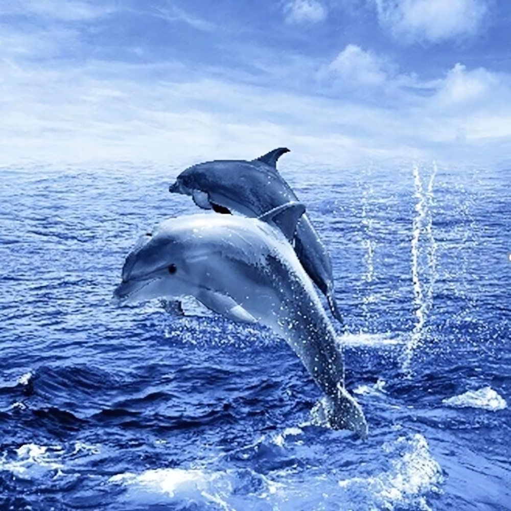 Штора для ванной комнаты Фотопринт 180*180 "ДЕЛЬФИНЫ" с кольцами Two dolphins