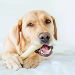 Petstages игрушка для собак Chick-A-Bone косточка с ароматом курицы 8 см очень маленькая