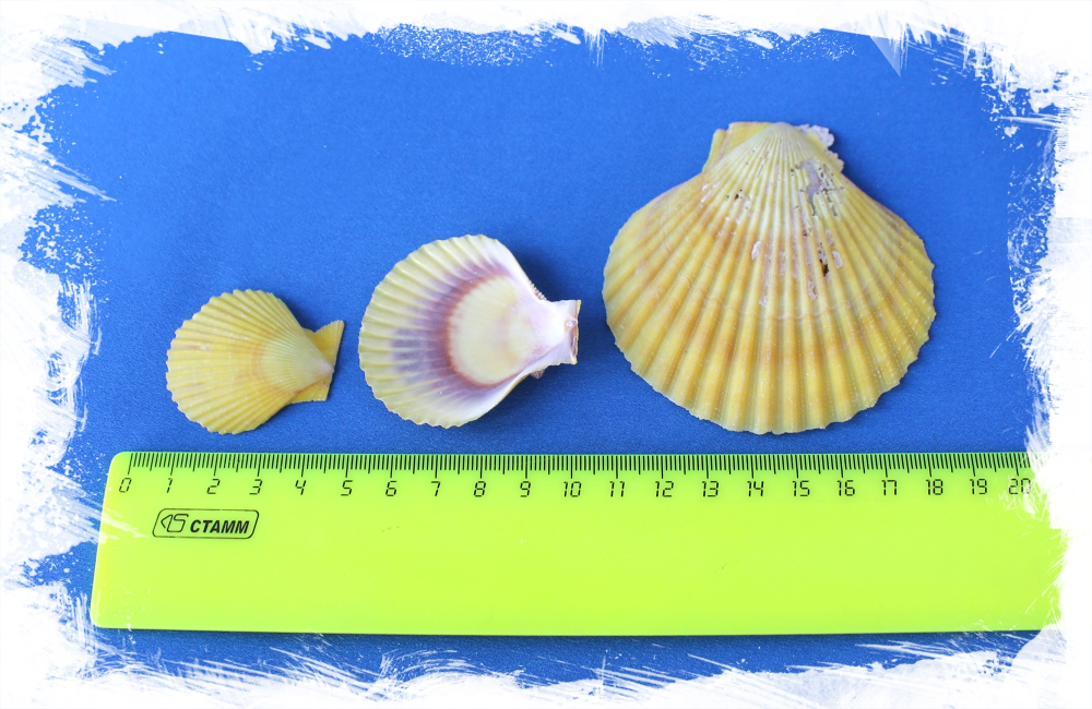 Желтый гребешок, 4-7см, 100гр, 20шт, 250мл