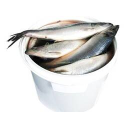 Сельдь Щучинск вес (563)