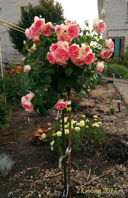 Роза на Штамбе Ждет Сет