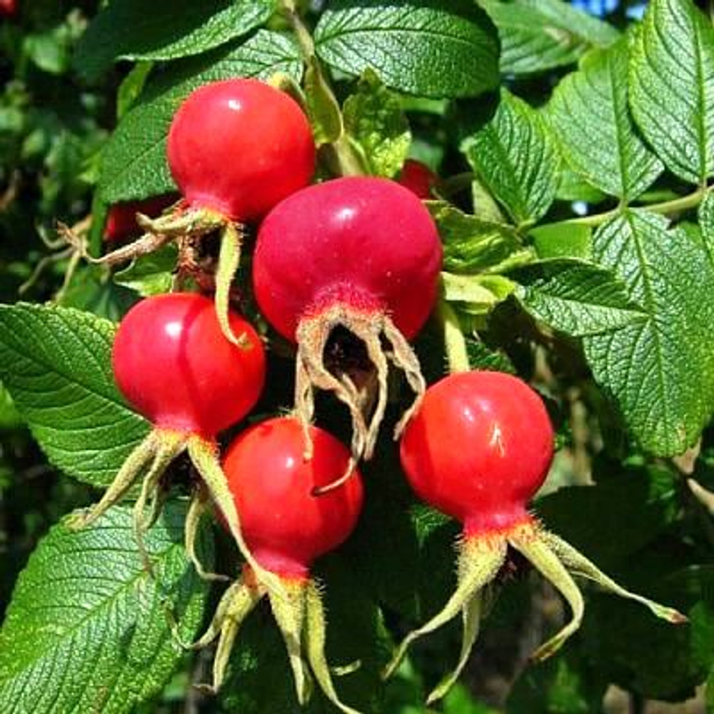 Шиповник Витаминный-2