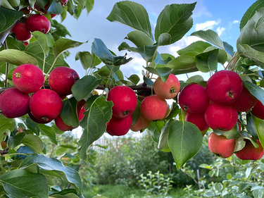Наш хит-парад: 5 плодовых деревьев урало-сибирской селекции, которые не подведут даже в суровую зиму