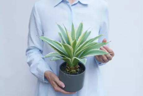 Агава Американская в кашпо