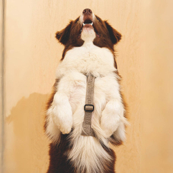 Шлейка «Пони-Компаньони» HuntingPony