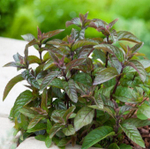 Мята мексиканская "Chocolate"