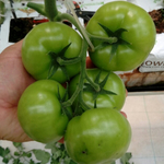 Мей Шуай F1 семена томата индетерминантного (Seminis / Семинис)