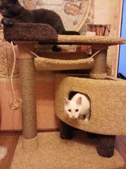 Когтеточка К-126