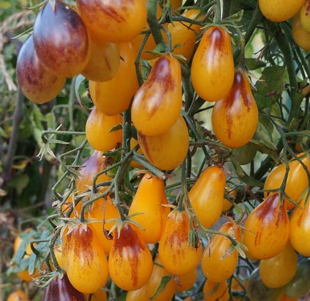 Индиго кумкват грушевидный Indigo Kumquat pear