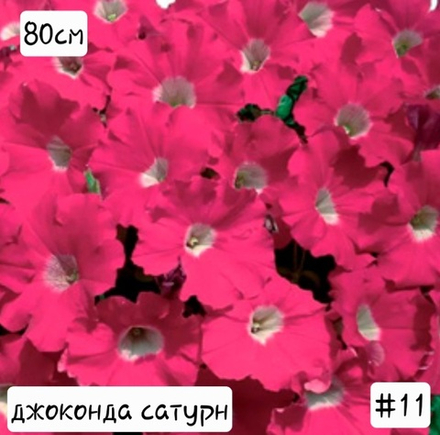 ПЕТУНИЯ №11 ДЖОКОНДА САТУРН РОЗОВАЯ