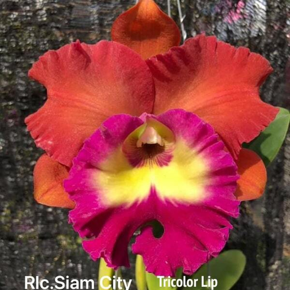 Орхидея ринхолелиокаттлея RLC. SIAM CITY TRICOLOR LIP