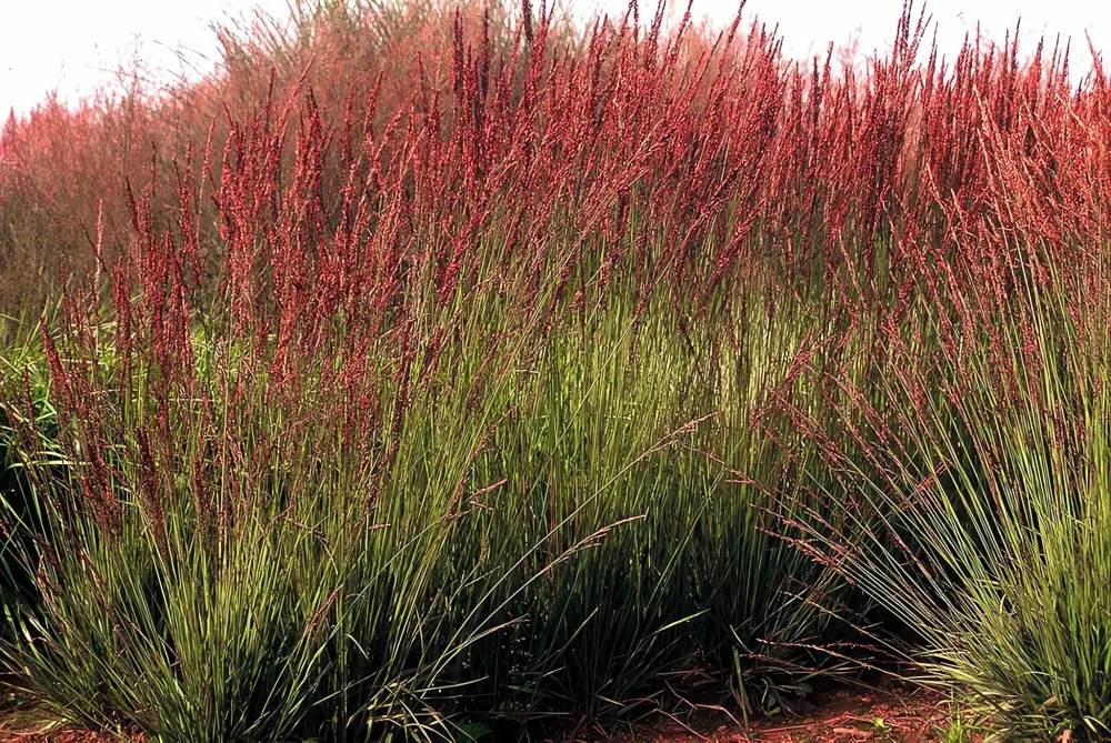 Молиния голубая &#39;Moorhexe&#39; С2 5-10 см Закупка М43 май- июнь 2026