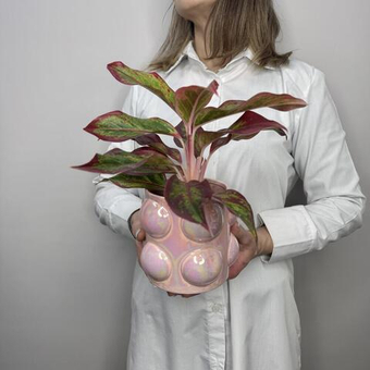 Аглаонема в кашпо