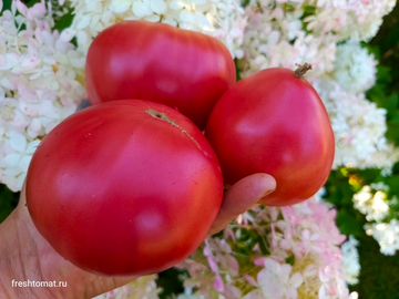 Бычье сердце Минусинское от Щербининой сорт томата
