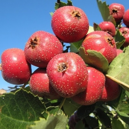 Боярышник крупноплодный Яблочный