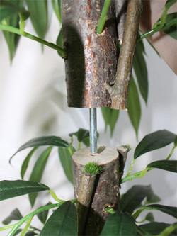 Искусственное дерево Фикус Лонгифолия 170см в кашпо