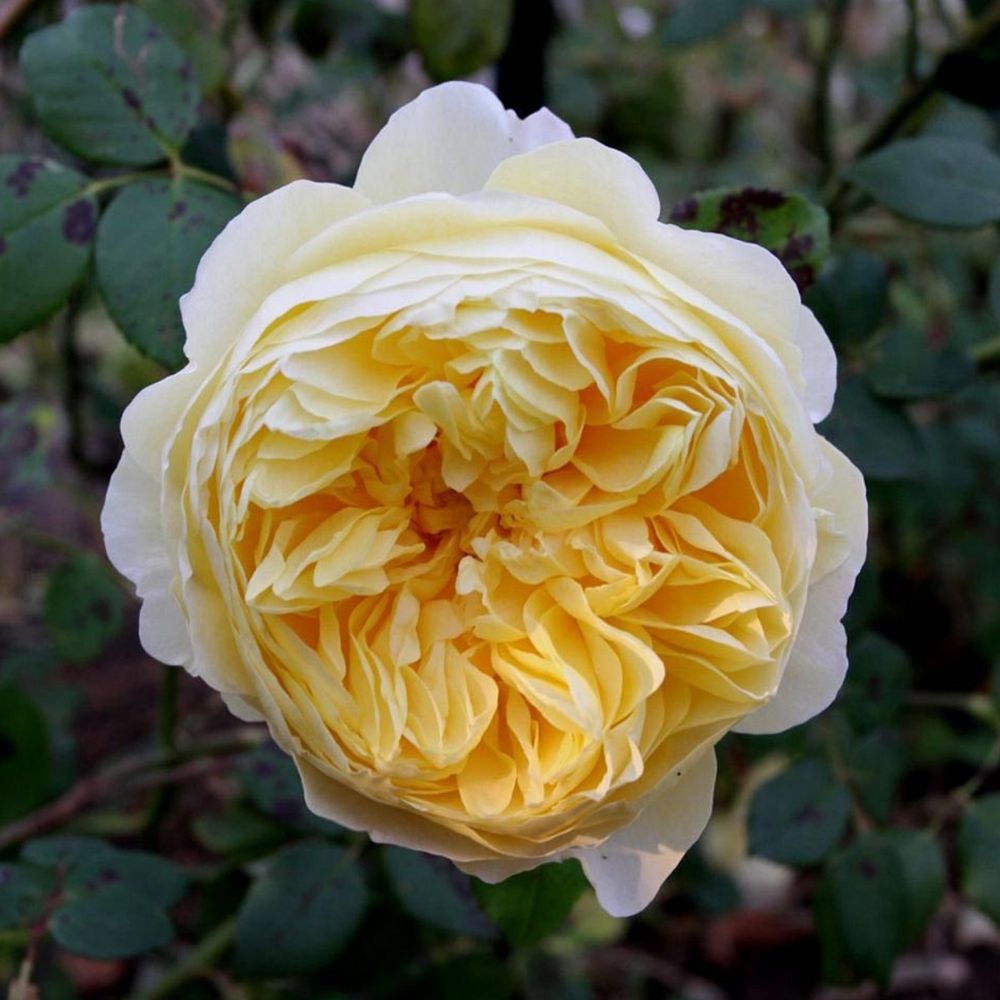 Чарльз Дарвин (Charles Darwin)