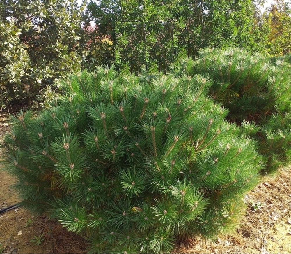 Сосна "Nigra Brepo"