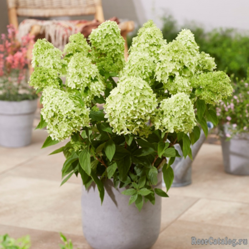 Гарденлайт Гринлайт «Gardenlight GreenLight» С2