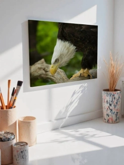 Картина на стену 40 X 50 Орел