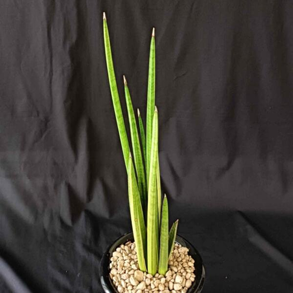 Сансевиерия VOLKENSII VAR